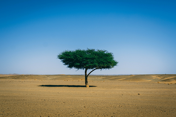 sahara
